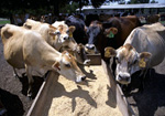 Feeding Dairy Cattle